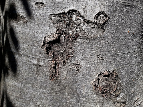 Klicke auf die Grafik für eine vergrößerte Ansicht

Name: karte3-baum-S.jpg
Ansichten: 142
Größe: 173,0 KB
ID: 102