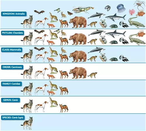 Credit: wikihow.life (Lizenz: Creative Commons License)